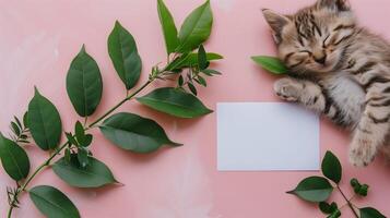 A cute kitten sleeping next to green leaves on a pink background with a blank white card in the middle of the picture. photo