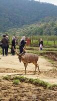 Bandung, West Java, Indonesia, May 7, 2022, Tourists enjoy the atmosphere of a tea garden tour with several deer photo