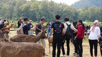 Bandung, West Java, Indonesia, May 7, 2022, Tourists enjoy the atmosphere of a tea garden tour with several deer photo