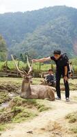 Bandung, West Java, Indonesia, May 7, 2022, Tourists enjoy the atmosphere of a tea garden tour with several deer photo