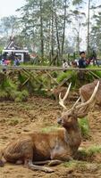 Bandung, West Java, Indonesia, May 7, 2022, Tourists enjoy the atmosphere of a tea garden tour with several deer photo