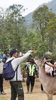 Bandung, West Java, Indonesia, May 7, 2022, Tourists enjoy the atmosphere of a tea garden tour with several deer photo