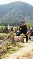 Bandung, West Java, Indonesia, May 7, 2022, Tourists enjoy the atmosphere of a tea garden tour with several deer photo