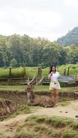 Bandung, West Java, Indonesia, May 7, 2022, Tourists enjoy the atmosphere of a tea garden tour with several deer photo