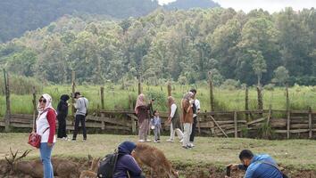 Bandung, West Java, Indonesia, May 7, 2022, Tourists enjoy the atmosphere of a tea garden tour with several deer photo