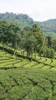 image of green tea plantation with mountain view and clear sky photo