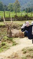 Bandung, West Java, Indonesia, May 7, 2022, Tourists enjoy the atmosphere of a tea garden tour with several deer photo