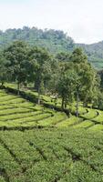 image of green tea plantation with mountain view and clear sky photo