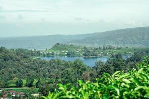 image of green tea plantation with mountain view and clear sky photo