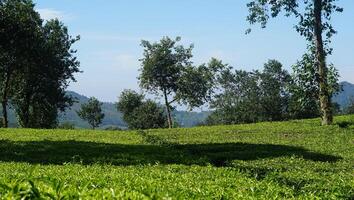 image of green tea plantation with mountain view and clear sky photo