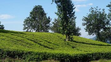 image of green tea plantation with mountain view and clear sky photo