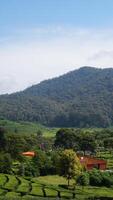 image of green tea plantation with mountain view and clear sky photo