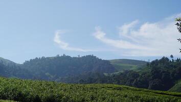 image of green tea plantation with mountain view and clear sky photo