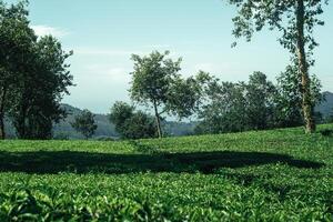 image of green tea plantation with mountain view and clear sky photo