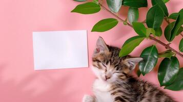 A cute kitten sleeping next to green leaves on a pink background with a blank white card in the middle of the picture. photo