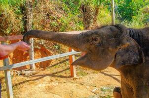 Elephant in the jungle on an island in Phuket photo