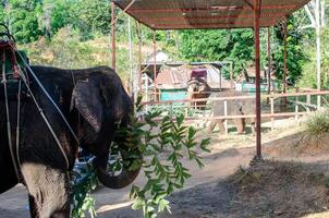 Elephant in the jungle on an island in Phuket photo