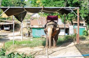 Elephant in the jungle on an island in Phuket photo