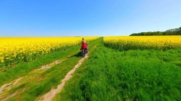 Woman riding vintage motorcycle in the countryside through yellow fields video