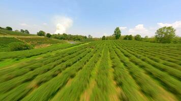 Dynamic FPV drone flight over tea plantation in Chiang Rai, Thailand video