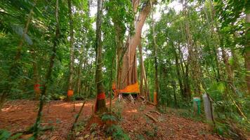 oud heilig boom met traditioneel sjaals in de diep oerwoud in Thailand. video