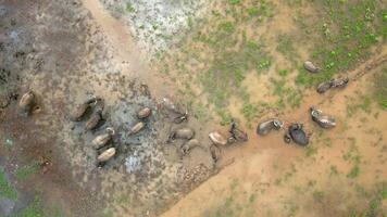 oben Aussicht von Wasser Büffel Baden im Schlamm im landwirtschaftlich Feld, Vietnam video