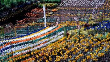tid upphöra av en sluttning dekorerad med färgrik pinwheels. en turist parkera fylld med tusentals av pinwheels. högtider. resa destinationer. resa och turism. 4k upplösning 30 fps video