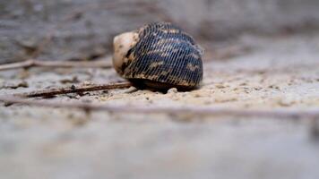 Time Lapse of a Hermit crab shy to come out. of a hermit crab on the floor. Graphic Resources. Animal Themes. Animal Closeup. 4K Resolution 30 Fps video