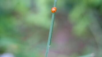 Footage of a ladybug on a piece of weed. of ladybugs in the wild. Graphic Resources. Animal Themes. Animal Closeup. 4K Resolution 30 Fps video