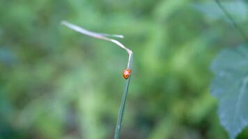 métrage de une coccinelle sur une pièce de herbe. de coccinelles dans le sauvage. graphique ressources. animal thèmes. animal fermer. 4k résolution 30 images par seconde video