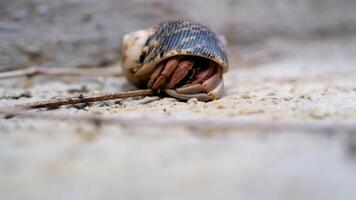 Footage of a Hermit crab shy to come out. of a hermit crab on the floor. Graphic Resources. Animal Themes. Animal Closeup. 4K Resolution 30 Fps video