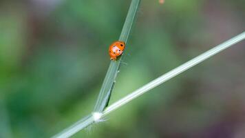 Footage of a ladybug on a piece of weed. of ladybugs in the wild. Graphic Resources. Animal Themes. Animal Closeup. 4K Resolution 30 Fps video