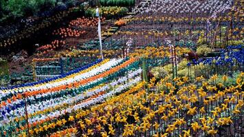 Footage of a hillside decorated with colorful pinwheels. A tourist park filled with thousands of pinwheels. Holidays. Travel Destinations. Travel and tourism. 4k Resolution 30 Fps video