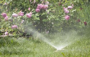 water sprinkler in rose garden photo