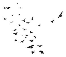 Silhouette sketch of a flock of flying birds, flight in different positions. Takeoff, flying, flight, flutter, hover, soaring, landing vector