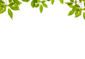 Green branch without background png
