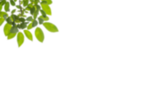 Green branch without background png