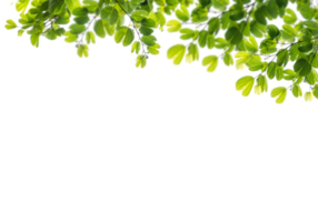 Green branch without background png