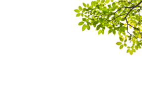 Green branch without background png