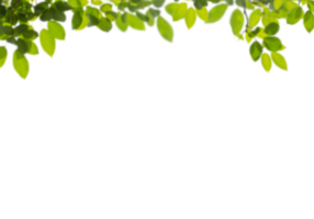 Green branch without background png