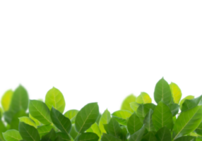 Green branch without background png