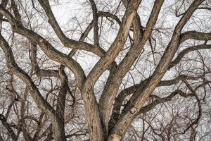 winter tree background with twisted trunks photo