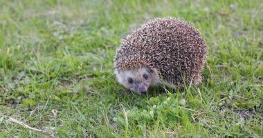 Cute hedgehog in the grass video