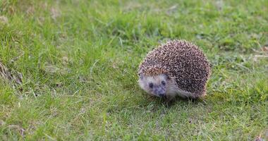 Igel im das Gras video