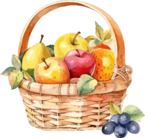 Basket with fresh fruits. Watercolor hand drawn illustration isolated png