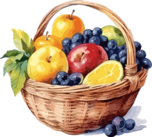 Basket with fresh fruits. Watercolor hand drawn illustration isolated png