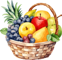 Basket with fresh fruits. Watercolor hand drawn illustration isolated png