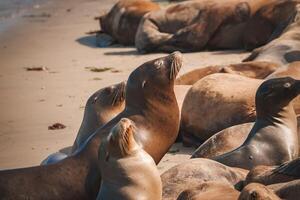 Sea lions basking on sandy beach peaceful coastal scene capturing marine mammals in their habitat. photo