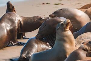 Sea lions lounging on sunny beach, one tilting head upwards. photo