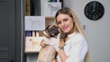 retrato do uma veterinario médico com adulto francês buldogue às clínica video